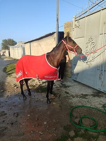 Сатам | Бээ (ургаачы) | Ат спорту