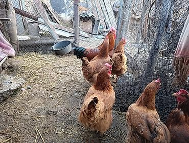 Башка жаныбарлар: Корейский тоджон чистые крупные семья — 6