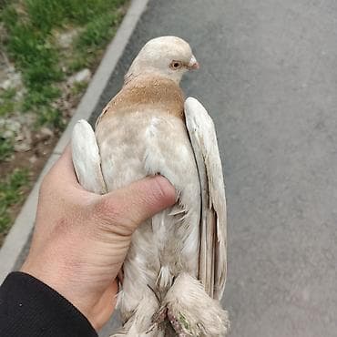 декоративные кролики: Касмач +такла самец маладой играет не играет не знаю Подходит: - для — 3