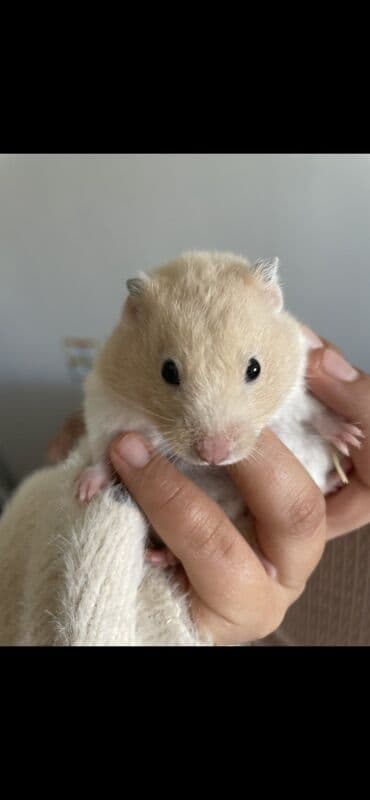 золотистая шиншилла: Отдаем вместе с клеткой кормом вместе с беговым колесом домиком — 1