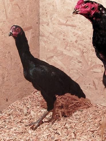 горные лыжи бу из европы: Электровелосипед, Б/у — 1