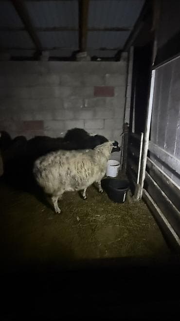 бараны на откорм: Продаю | Овца (самка) | Для разведения | Матка — 2