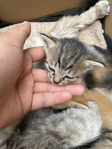 Животные: Отдаем котят в добрые руки одна девочка и три мальчика . Мама породы — 3
