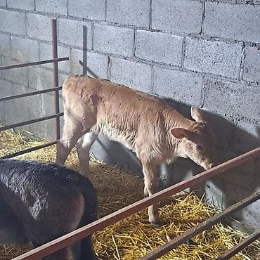 Башка жаныбарлар: Сатам | Музоо | Швиц | Көбөйтүү үчүн, Сүт алуу үчүн | Асыл тукумдуу, Жасалма уруктандырылган — 4