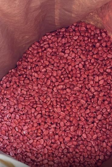 стол с регулировкой высоты: Остаток после посева Семена кукурузы Лимагрейн LG 31642 (Limagrain) — 2