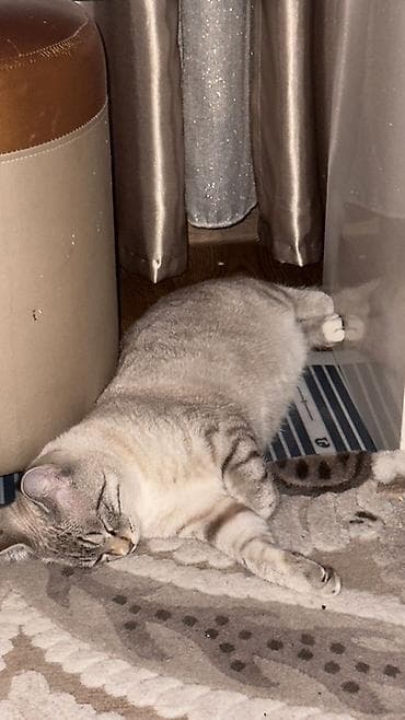 русская дымчатая кошка: Котенок 6 месяцев мальчик, не кастрированный без вредных привычек, к — 2