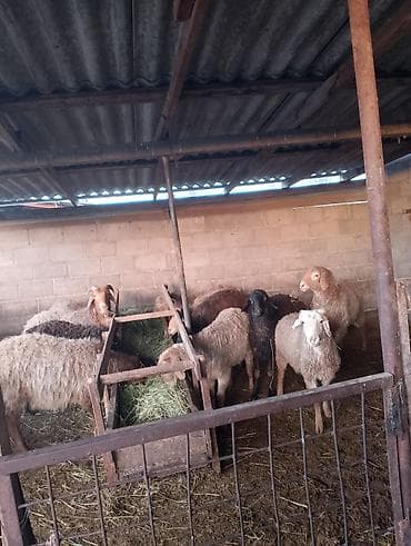 Зоотовары: Продаю | Овца (самка) | Для разведения | Ярка — 3