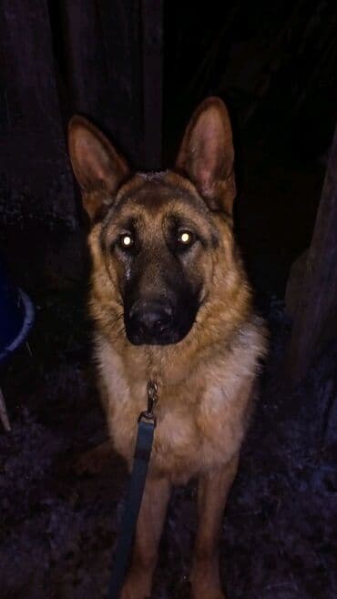 собака питбул: Немецкая овчарка, 1 месяц, Самец — 3