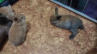 уй животный: Продаю декоративных кроликов породы Львиная голова — 1