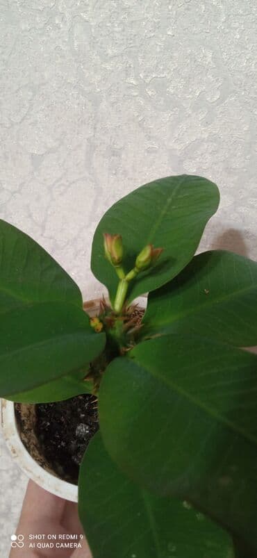 дерево бонсай купить бишкек: Тайский молочай — 2