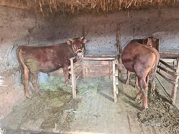 А\ч жаныбралары үчүн товарлар жана шаймандар: Сатам | Уй (ургаачы) | Көбөйтүү үчүн | Байланган — 1