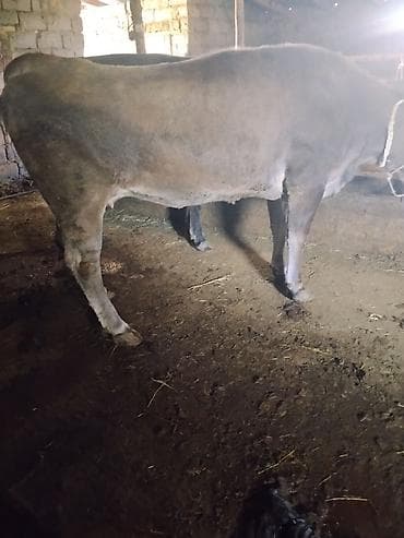 карова галштин: Продаю | Корова (самка) | На забой — 5