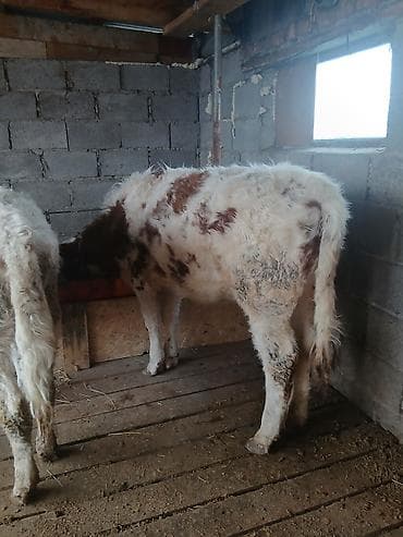 Услуги ветеринара: Продаю | Тёлка | На откорм | Привязанные — 3