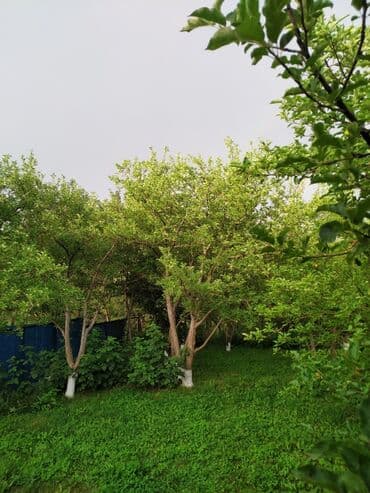 продаю дом ак ордо 1: Дача, 38 м², 2 комнаты, Собственник, Косметический ремонт — 10