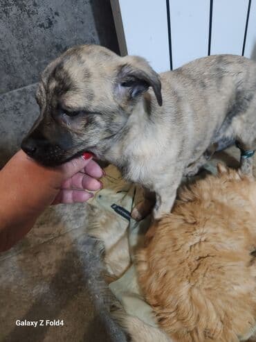 домик для собаки бишкек: Отдам в хорошие руки! Щенки метисов - Милые щенки с короткой густой — 8