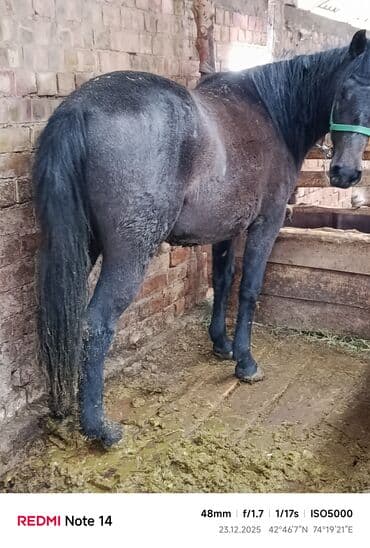 Продаю | Кобыла (самка) | Рабочий
