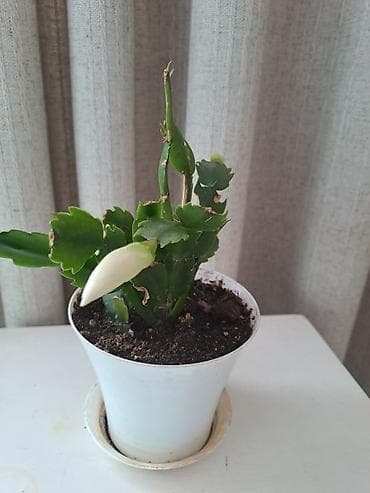 фикус лировидный купить: Декабрист (Schlumbergera, Рождественский кактус) — комнатное цветущее — 4