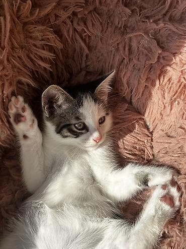 кошка домашный: 2 месяца, Девочка, Приучена к лотку — 3