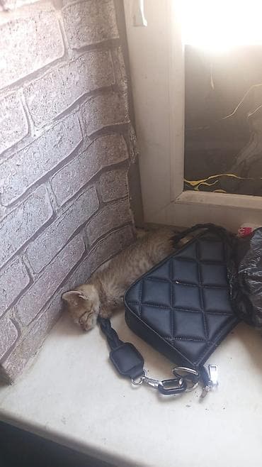 Отдам даром кошку: Котята — полосатые тигрята - Порода: беспородные домашние - Окрас — 2