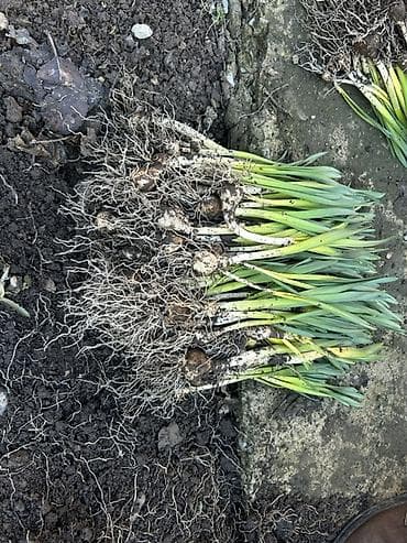 Луковицы цветка: Нарциссы