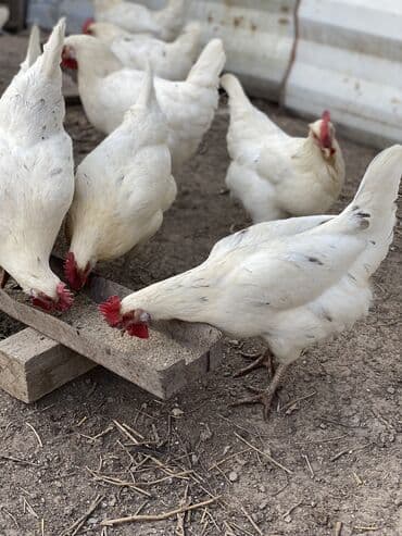 породистые собаки в добрые руки: Продаю | Куры | Несушки — 5