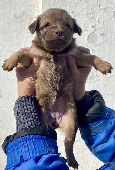 куры сокулук: КУТЯТА! Отдам в ОЧЕНЬ добрые руки крошек-щеночков от небольшой собаки — 3