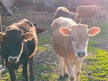 тай самка: Продаю | Музоо, торпок | На откорм — 2