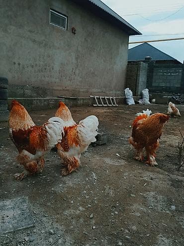 Башка жаныбарлар: Сатам | Тооктор | Брама | Көбөйтүү үчүн — 1