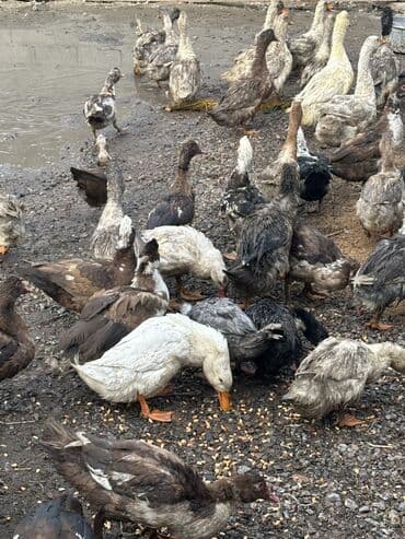 приют для собак: Утки 70 голов — 9