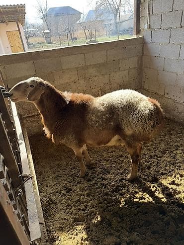 А/ч жаныбарларын сатам: Сатам | Кочкор (эркек) — 2