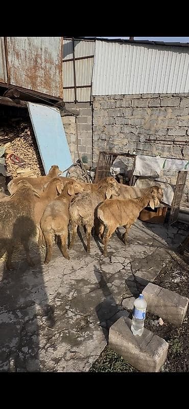 Птицы: Продаю | Овца (самка) | Для разведения | Матка — 4