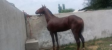 собака самец: Продаю | Конь (самец) | Полукровка | Конный спорт | Племенные — 1