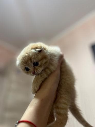 Продажа кошек: Предлогаются к бронированию 3 девочки и 2 мальчика серый и кремовый !! — 10