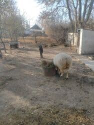 Кошки: Продаю | Овца (самка), Баран (самец) | Полукровка | На забой, Для разведения | Осеменитель, Матка — 5