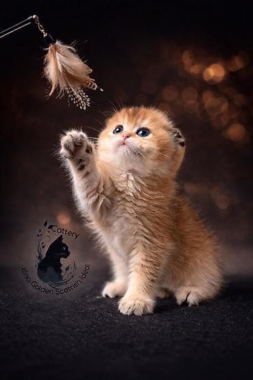 цена сфинкса: Скотиш Фолд (Шотландская вислоухая), 2 месяца, Мальчик, Золотая шиншилла, Приучена к лотку — 2