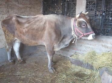 Зоотовары: Продаю | Тёлка | Швицкая | Для молока | Стельные — 10
