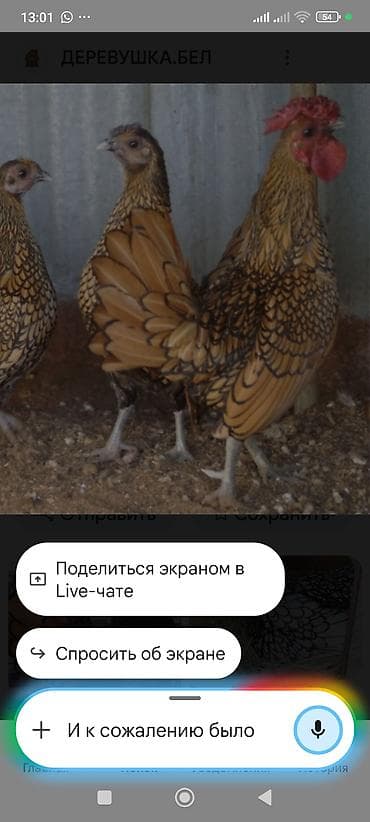 павлин яйцо: Продаю | Куры | Для разведения — 5