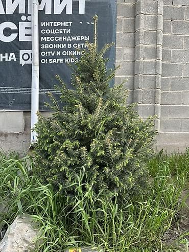 свечка: Ель (вероятно, канадская/серая, Picea glauca), компактная — 9