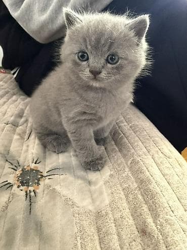 британская вислоухая кошка: Британская короткошёрстная, 2 месяца, Мальчик, Голубой, Приучена к лотку — 2