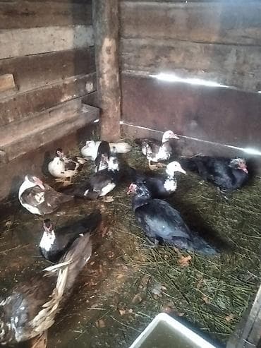 голуби птицы животный: Индоутки (мускусные утки), разноцветные окрасы: черные, бело‑черные — 1