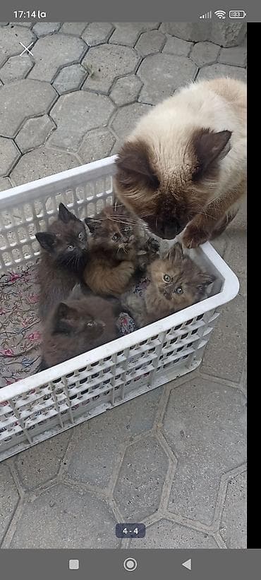 мышыктар: Котята от домашней кошки (окрас типа колор-пойнт) - Помёт из — 1