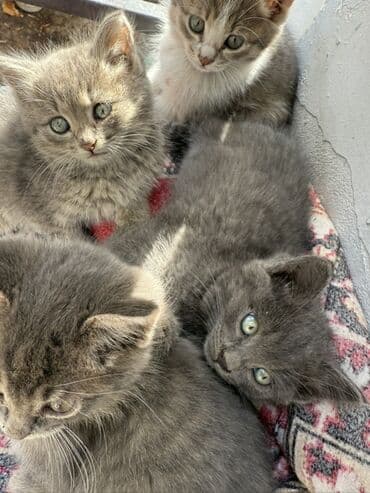 русская дымчатая кошка: Котята серо-дымчатых окрасов - На фото помёт из нескольких котят — 4
