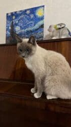 показы 1 354 72 договорная кошка даром британская короткошёрстная 1 год мальчик метис 2 позвонить написать: Сиам, 1 жаш, Ургаачы, Лотокко барууга үйрөтүлгөн — 8