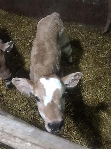 Продаю | Тёлка | Симментальская | Для разведения, Для молока