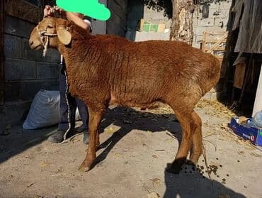 продам бу оборудование для птицефабрики: Продаю | Овца (самка) | Арашан | Для разведения | Осеменитель, Ярка — 3