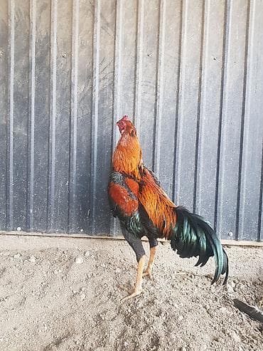 арпа урук бишкек: Дакан шамо петушки ( обмен не интересуют ) — 5