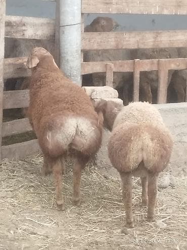 Аквариумдар: Сатам | Козу, Кочкор (эркек) | Арашан | Көбөйтүү үчүн | Асыл тукумдуу, Жасалма жол менен боозутуу — 5