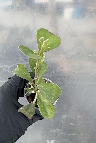 продаю поролон: Продаю хойи. Цены от 250 до 2000сом — 8