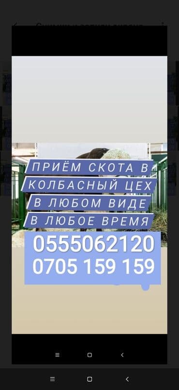 продажа домашних животных: Куплю | Коровы, быки, Лошади, кони, Другие с/х животные | Круглосуточно, Любое состояние, Забитый — 1