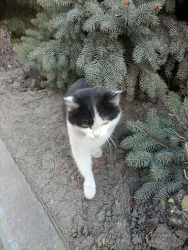 француский бульдог: Беспородная, 6 месяцев, Девочка, Биколор, Приучена к лотку — 4